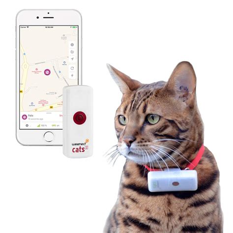 weenect gps chip for cats